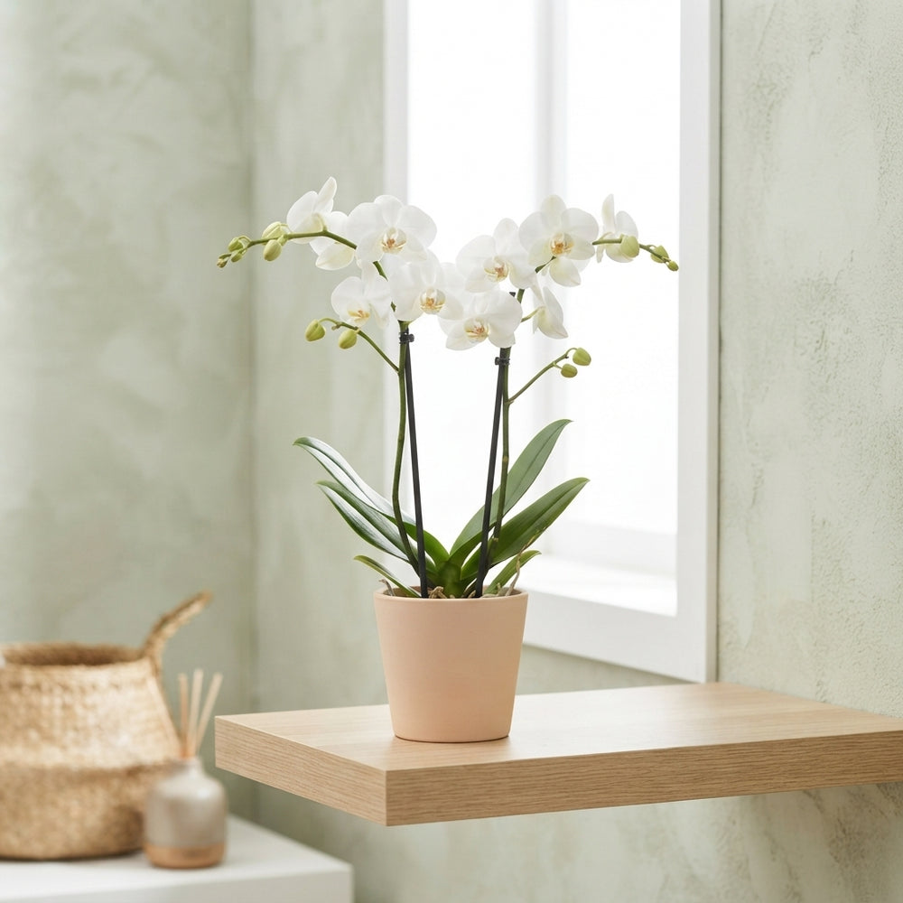 Mixed Phalaenopsis Orchid ‘Goddess’ – 12cm Pot