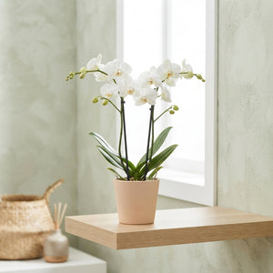 Mixed Phalaenopsis Orchid ‘Goddess’ – 12cm Pot