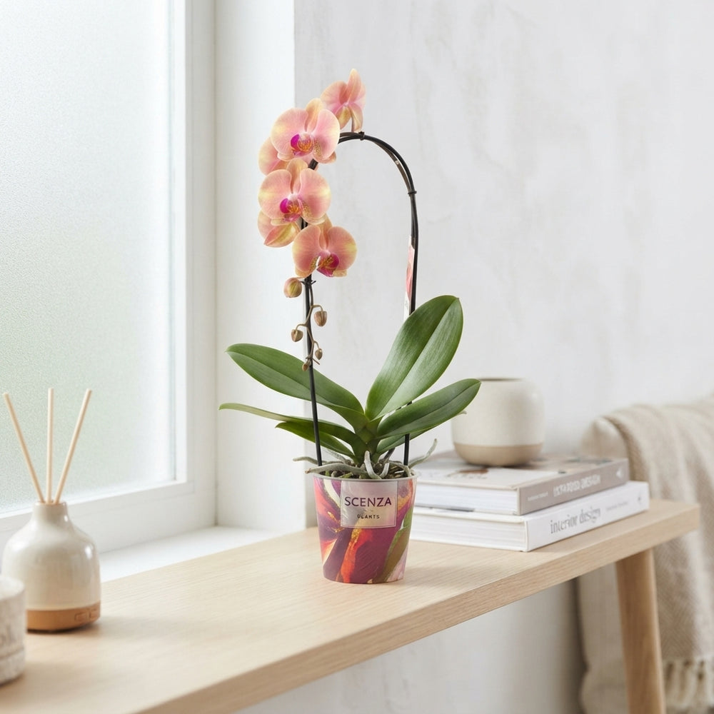 Mixed Phalaenopsis Orchid – 12cm Pot, 45cm High