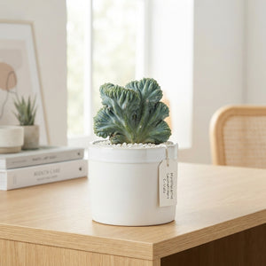 Crested Blue Candle Cactus (Myrtillocactus geometrizans f. cristata) – 12cm Pot