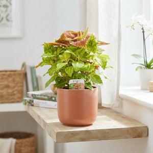 Mixed Coleus ‘Sunfighter’ – 17cm Pot