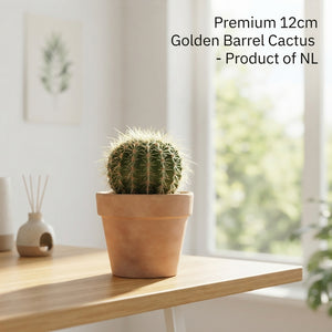 Mixed Cacti and Succulents – 12cm Pot