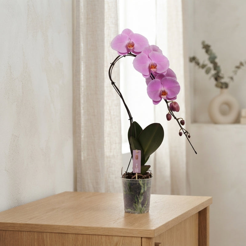 Purple Phalaenopsis Orchid – 12cm Pot, 70cm High