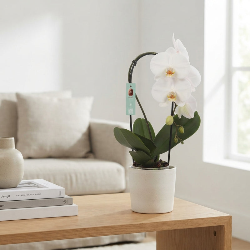 White Phalaenopsis Orchid – 12cm Pot, 45cm High