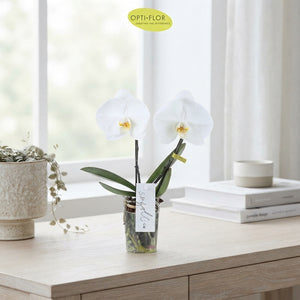 Mixed Phalaenopsis Orchid – 9cm Pot, 40cm High