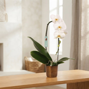 White Phalaenopsis Orchid – 12cm Pot