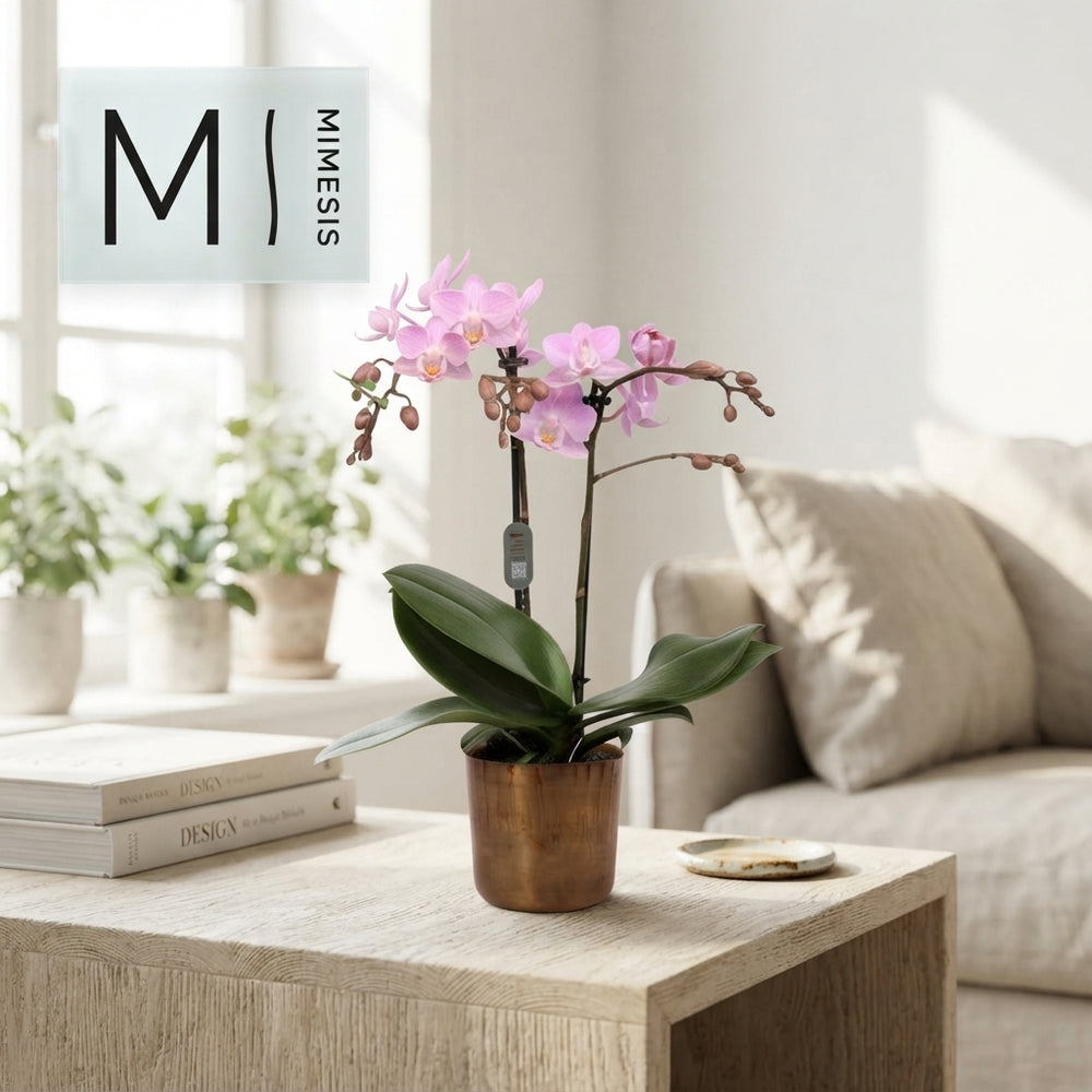 Mixed Phalaenopsis Orchid – 12cm Pot, 50cm High