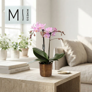 Mixed Phalaenopsis Orchid – 12cm Pot, 50cm High