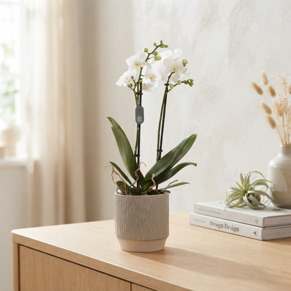 Mixed Phalaenopsis Orchid – 2 Stem, 12cm Ceramic Pot