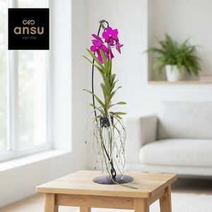 Blue Vanda Orchid – 15cm Pot, 70cm High