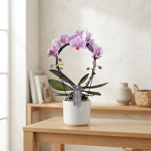 Mixed Phalaenopsis Orchid – 12cm Pot, 50cm Height