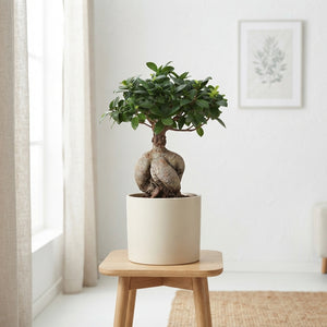 Ginseng Ficus (Ficus microcarpa) – 18cm Pot