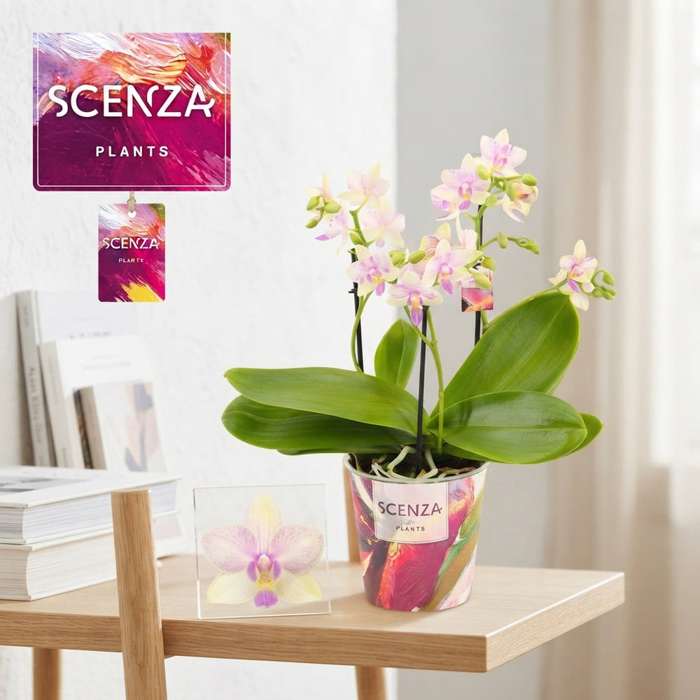 Phalaenopsis Orchid ‘Dazzling Blossom Bliss’ – 12cm Pot