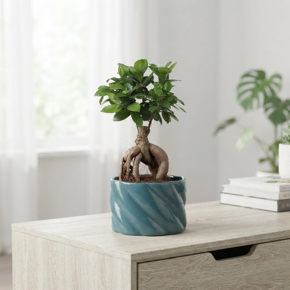 Ficus Ginseng Bonsai (Ficus microcarpa) – 17cm Ceramic Pot