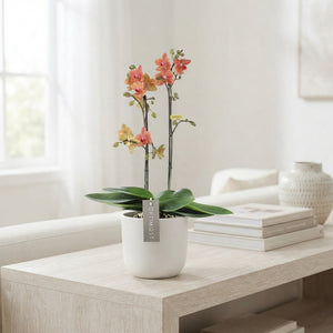 Mixed Phalaenopsis Orchid – 2 Stem, 12cm Pot