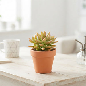 Sedum 'Neusbaumiama' – 8.5cm Pot