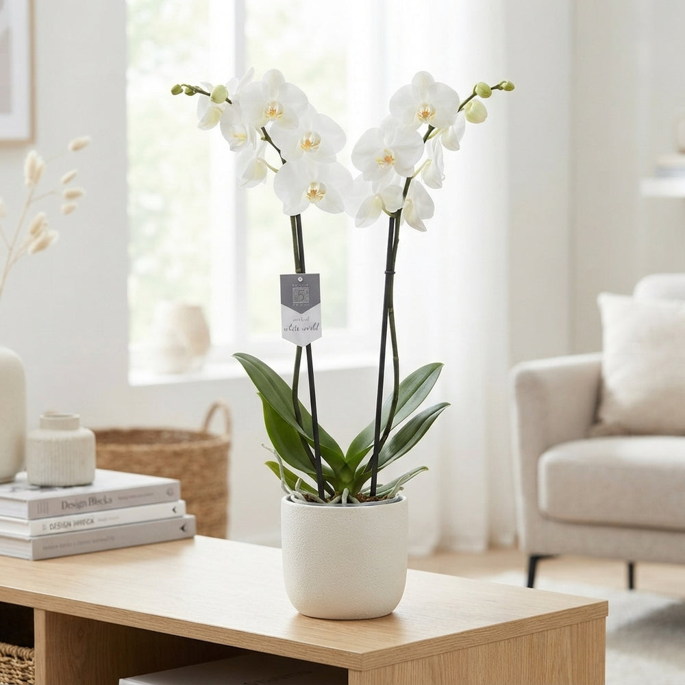 White Phalaenopsis Orchid – 12cm Pot, 60cm Tall