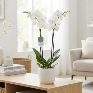 White Phalaenopsis Orchid – 12cm Pot, 60cm Tall