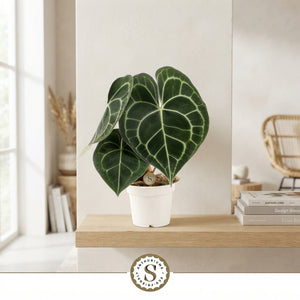 Anthurium Clarinervium – 12cm Pot