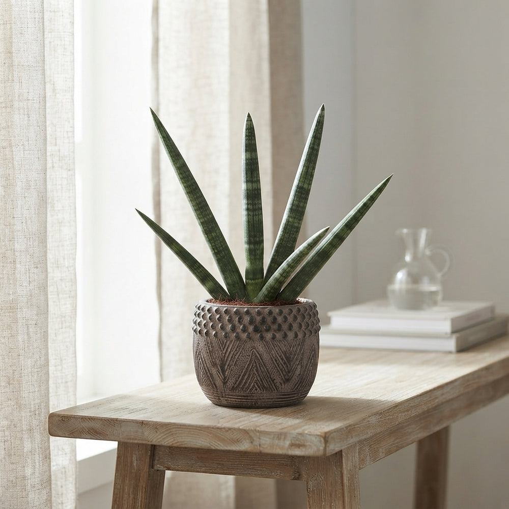 Cylindrical Snake Plant (Sansevieria cylindrica) – 16cm Pot