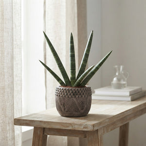 Cylindrical Snake Plant (Sansevieria cylindrica) – 16cm Pot