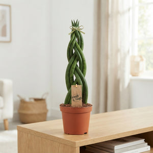 Cylindrical Snake Plant (Sansevieria cylindrica) – 12cm Pot