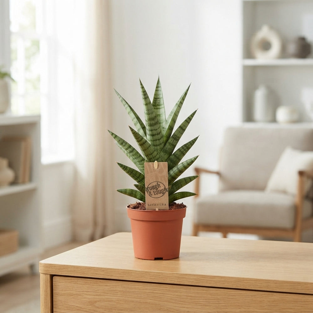 Cylindrical Snake Plant (Sansevieria cylindrica) – 10.5cm Pot
