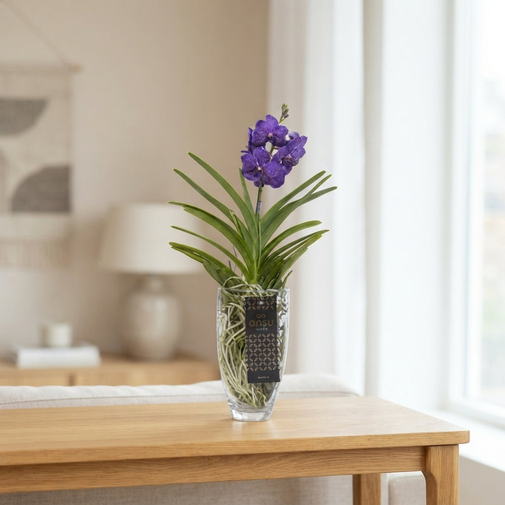 Blue Vanda Orchid in Glass – 14cm Pot, 60cm High