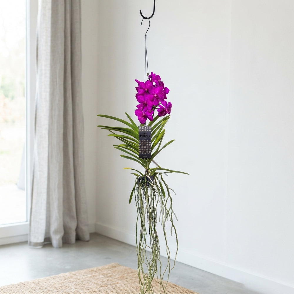 Blue Vanda Orchid – 13cm Pot, Approx. 40cm High