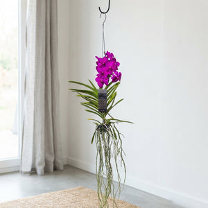 Blue Vanda Orchid – 13cm Pot, Approx. 40cm High