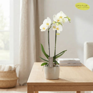 Mixed Phalaenopsis Orchid – 12cm Pot, 50cm High