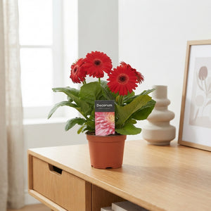 Red Gerbera Plant – 12cm Pot