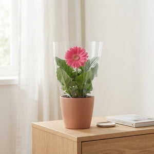 Mixed Gerbera Houseplant – 12cm Pot