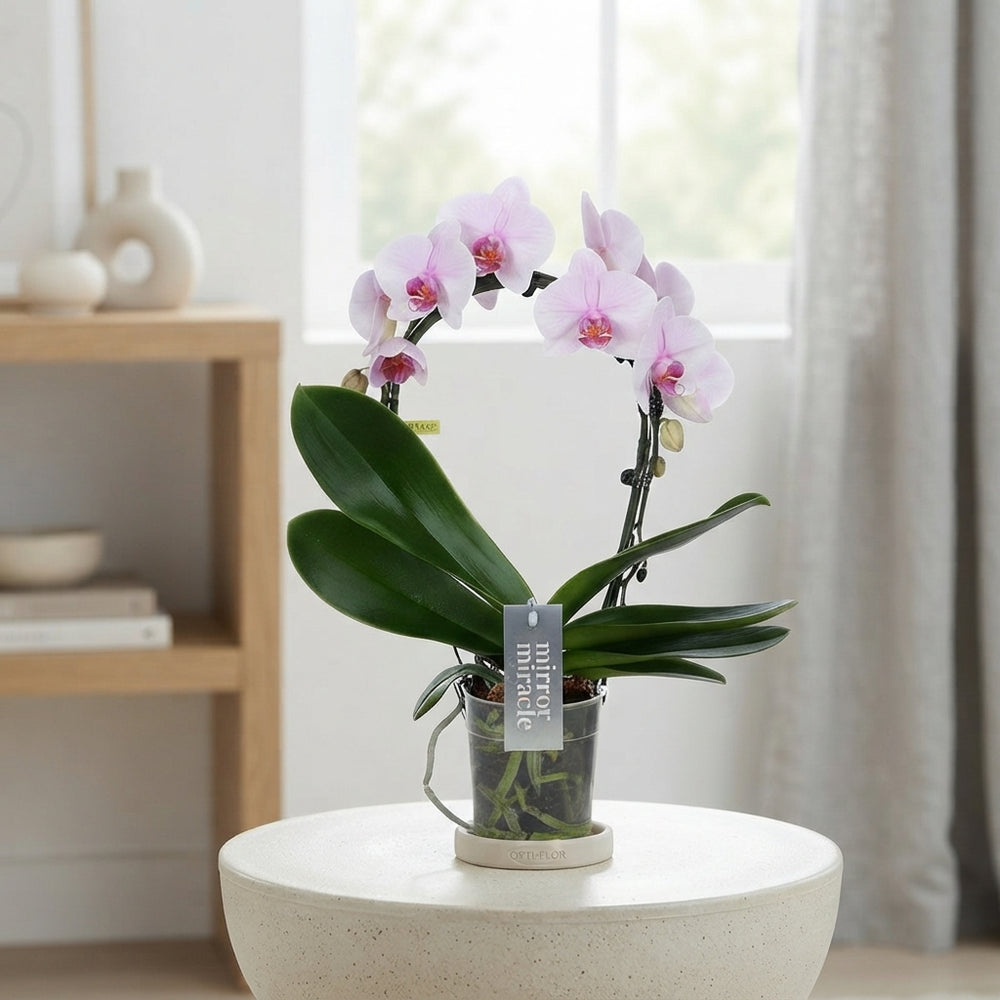Pink Phalaenopsis Orchid – 12cm Pot, 50cm High