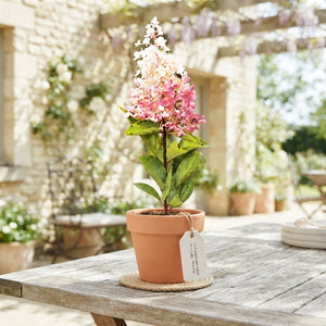 Panicle Hydrangea ‘Pink Lady’ (Hydrangea paniculata) – 9cm Pot