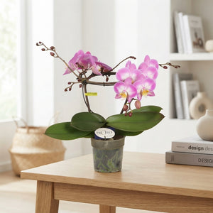 Pink Phalaenopsis Orchid – 12cm Pot, 50cm High