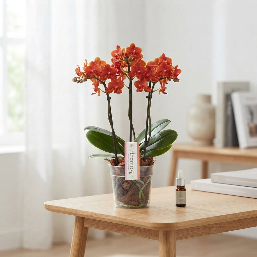 Orange Phalaenopsis Orchid – 12cm Pot, 35cm Height