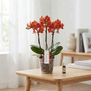 Orange Phalaenopsis Orchid – 12cm Pot, 35cm Height