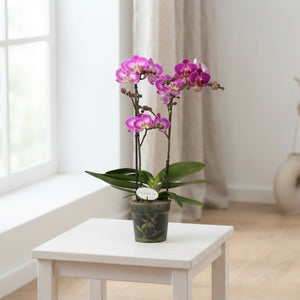 Mixed Phalaenopsis Orchid – 12cm Pot, 45cm High