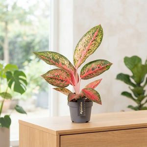 Aglaonema 'Lychee Red' – 12cm Pot, 45cm High