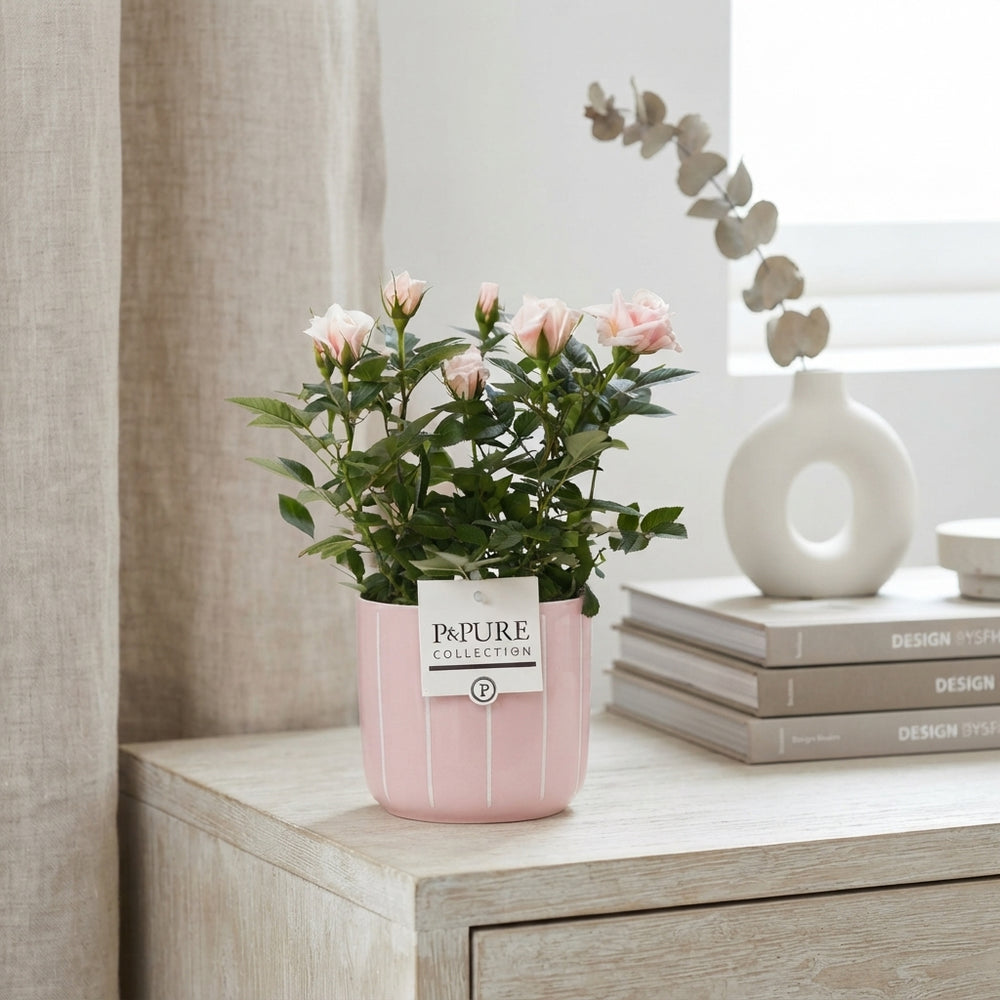 Mixed Rose Collection – Rosa – 12cm Pot