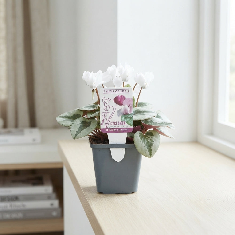 White Cyclamen Coum 'Silverleaf' – 9cm Pot