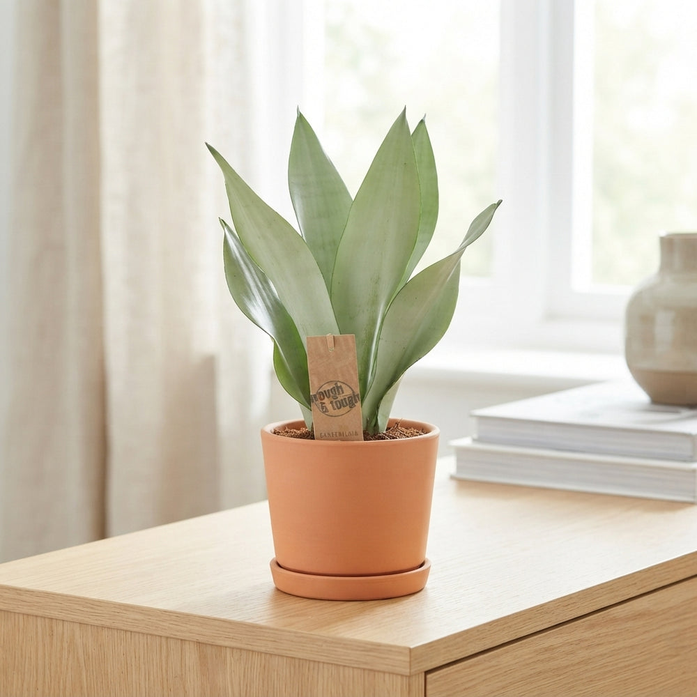 Moonshine Snake Plant (Sansevieria trifasciata) – 14cm Pot