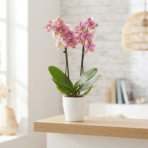 White Phalaenopsis Orchid (2 Stem) – 12cm Pot