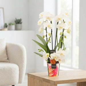 White Phalaenopsis Orchid ‘Twirl’ – 12cm Pot