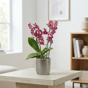 Mixed Phalaenopsis Orchid – 12cm Pot, 35cm High
