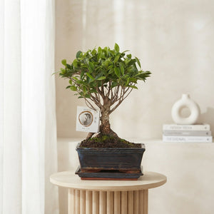 Indoor Ficus Retusa Bonsai – 15cm Ceramic Pot