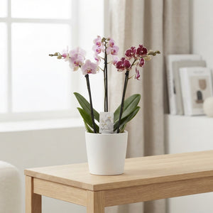 Mixed Phalaenopsis Orchid – 3 Stem, 12cm Pot