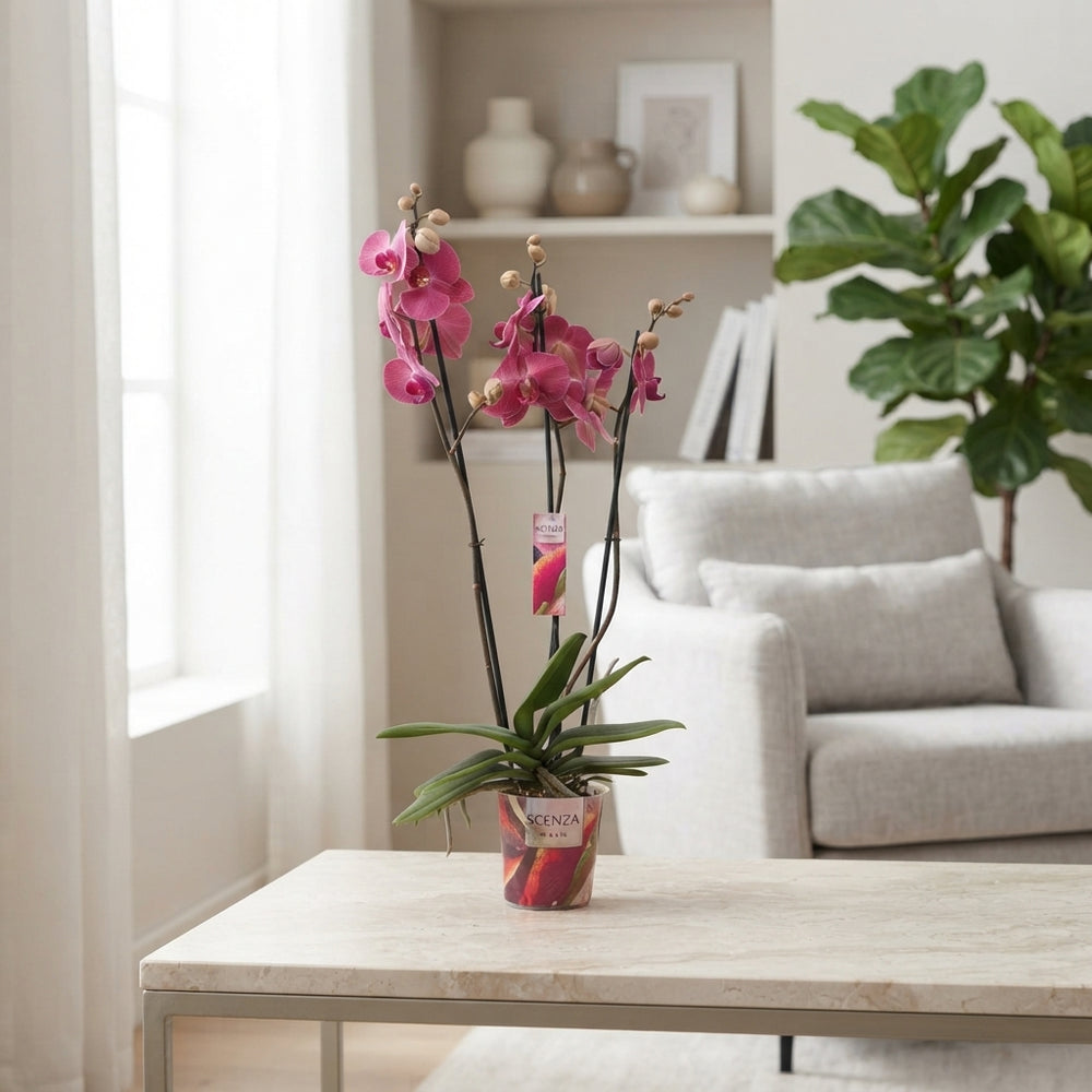 Mixed Phalaenopsis Orchid – 2 Stem, 12cm Pot
