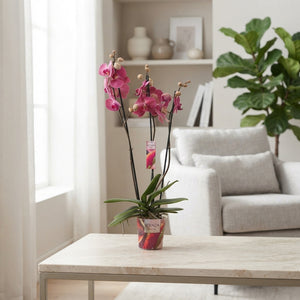 Mixed Phalaenopsis Orchid – 2 Stem, 12cm Pot